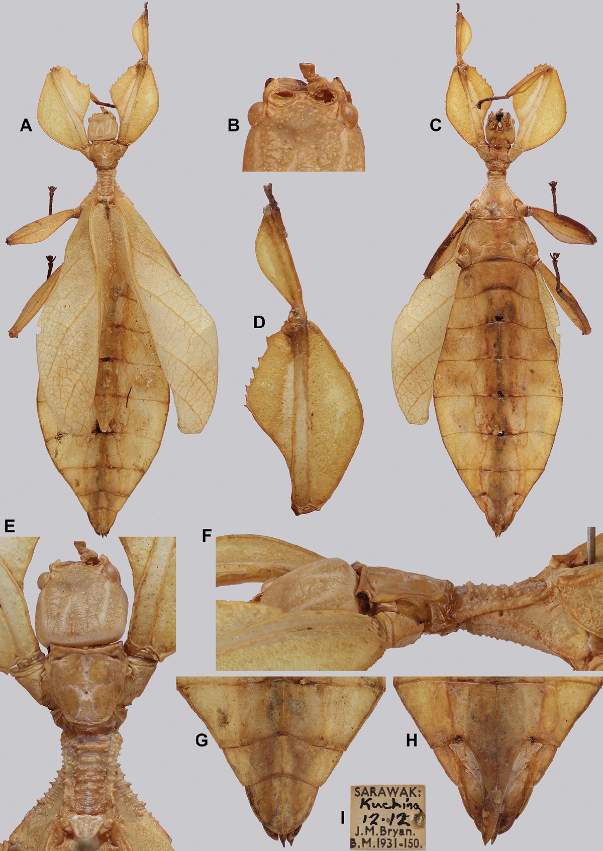 Cryptophyllium chrisangi