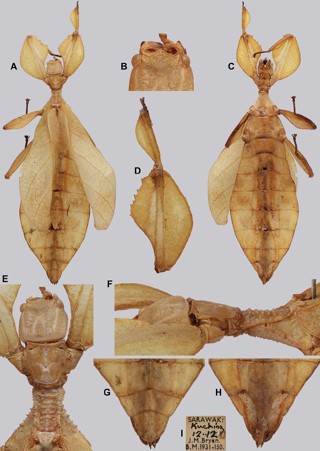 Cryptophyllium chrisangi