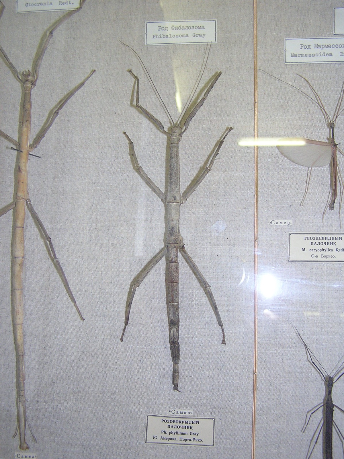 Cladomorphus phyllinus