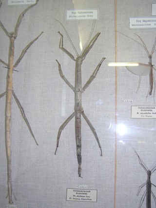 Cladomorphus phyllinus