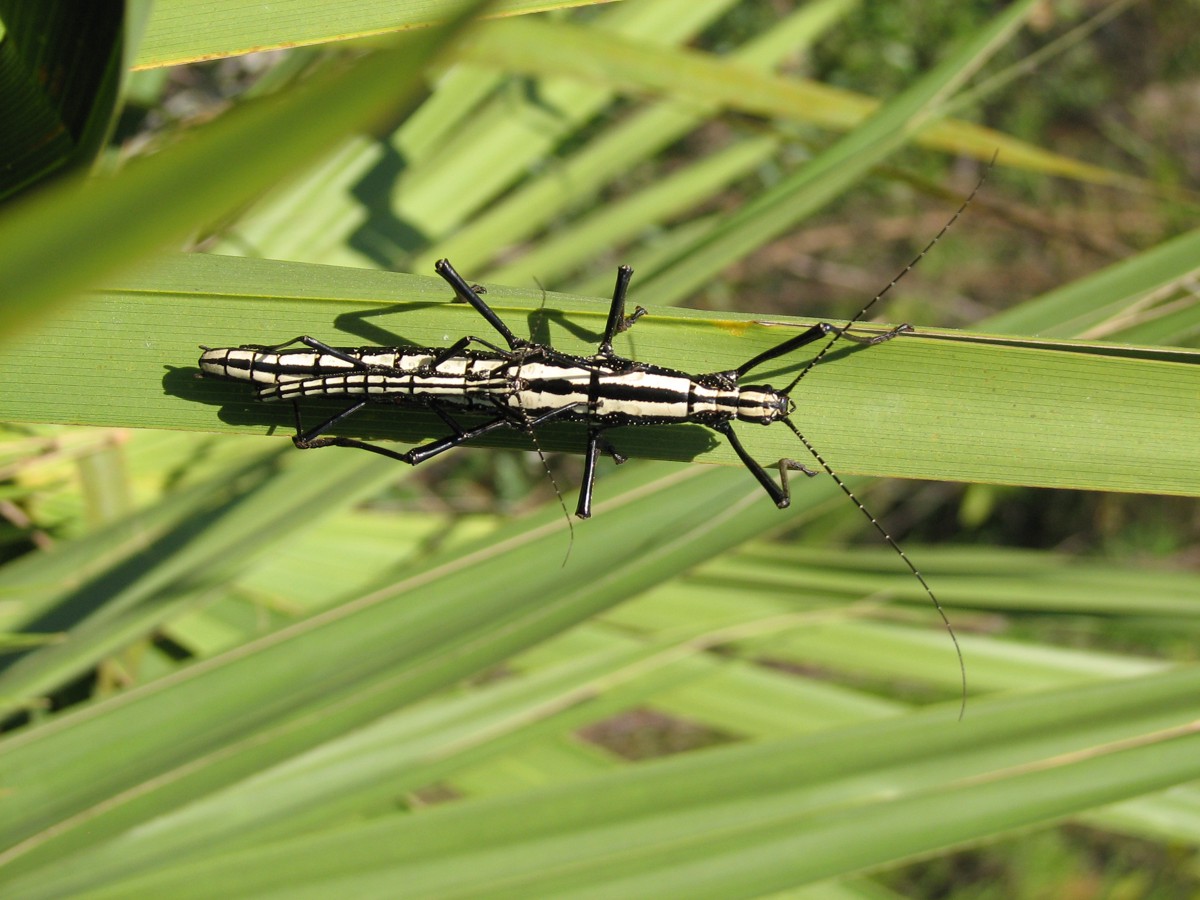 Anisomorpha buprestoides