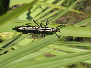 Anisomorpha buprestoides