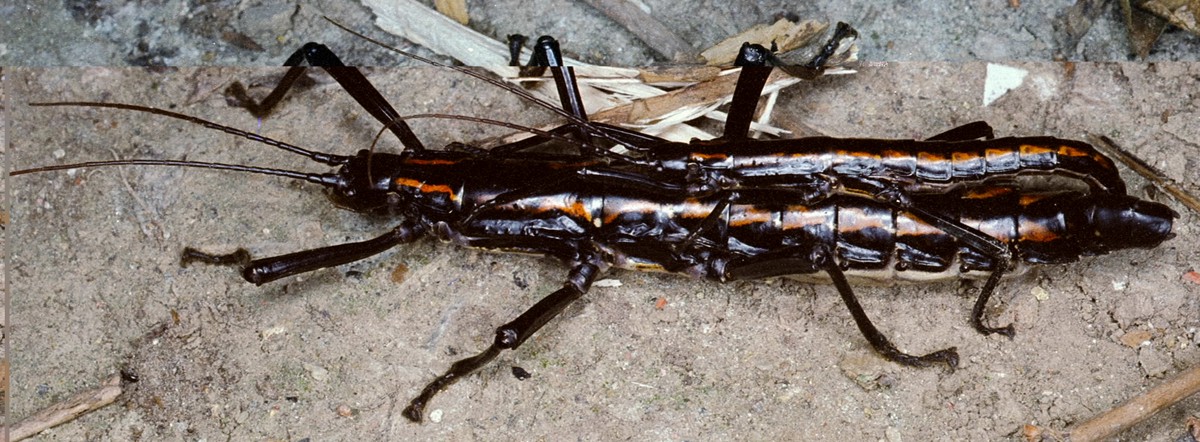 Anisomorpha paromalus