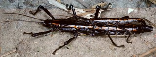 Anisomorpha paromalus