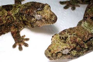 Mniarogekko chahoua