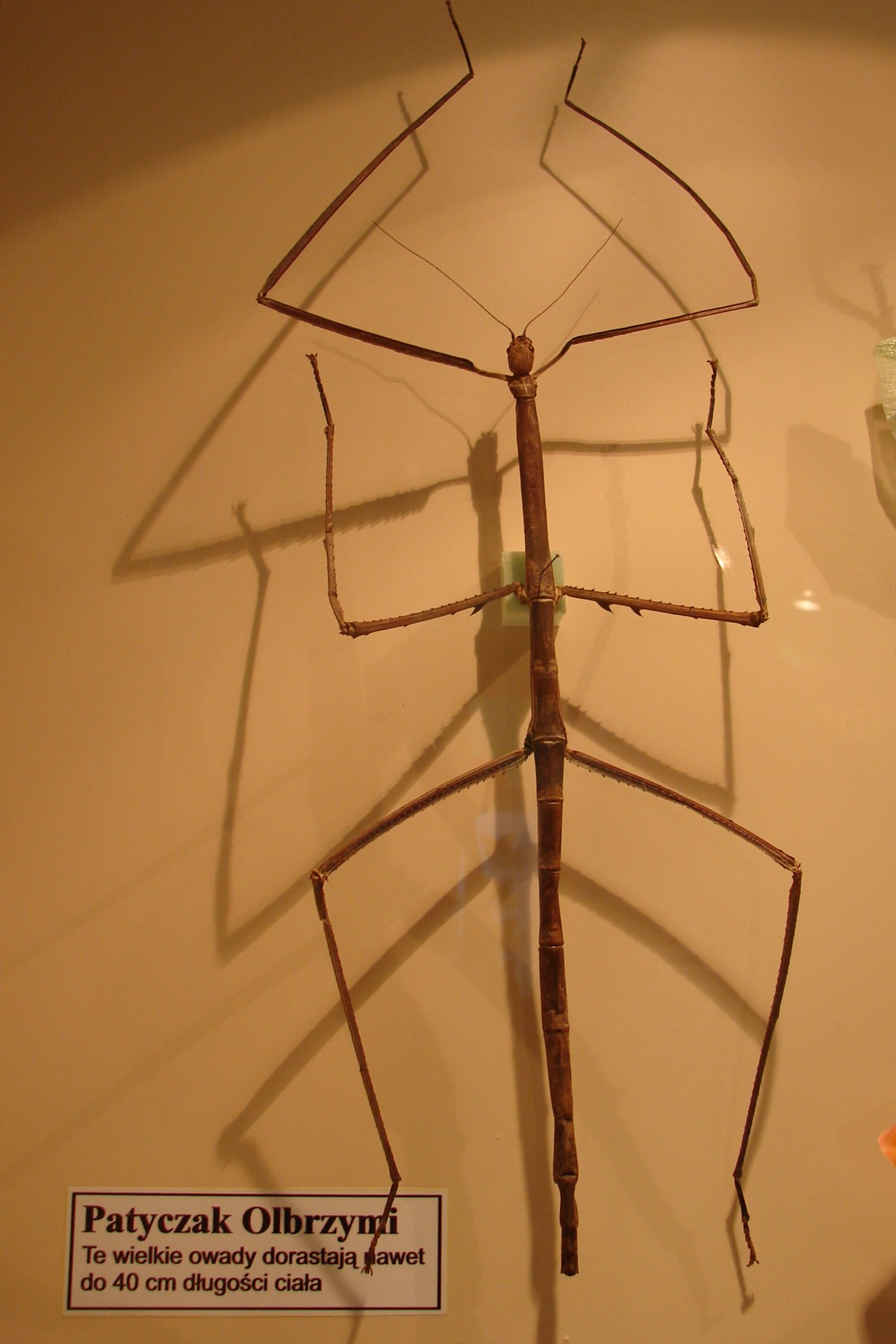 Acrophylla wuelfingi