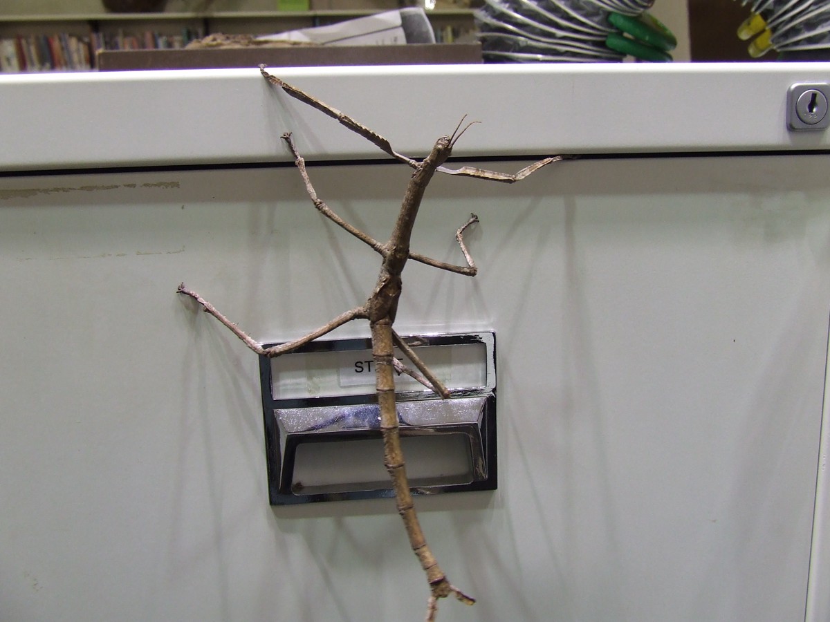 Acrophylla titan