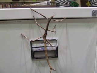 Acrophylla titan