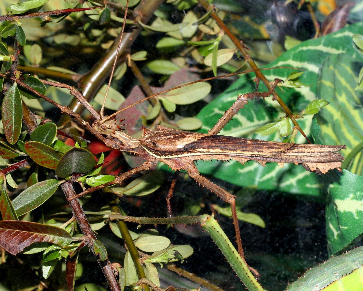 Heteropteryx dilatata