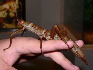 Eurycantha calcarata