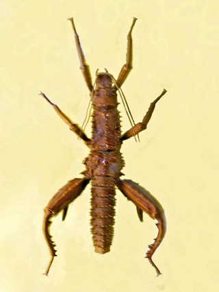 Eurycantha horrida