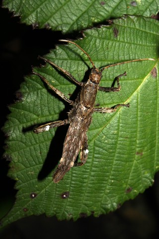 Haaniella echinata