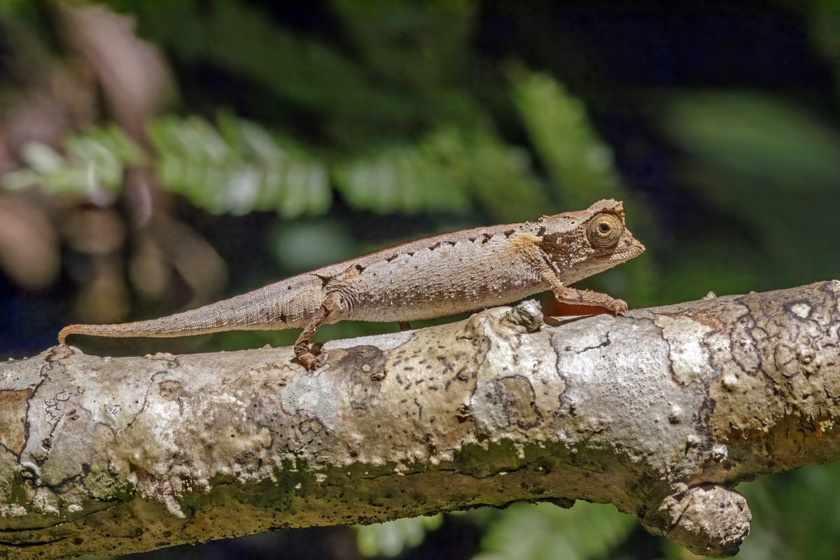 Brookesia stumpffi