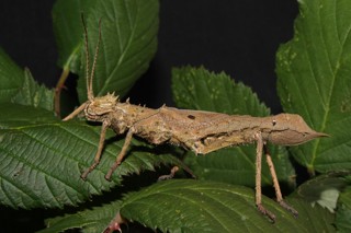 Haaniella scabra