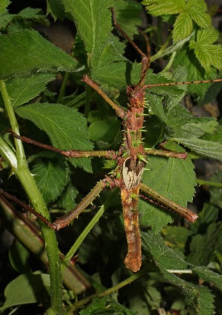 Haaniella grayii