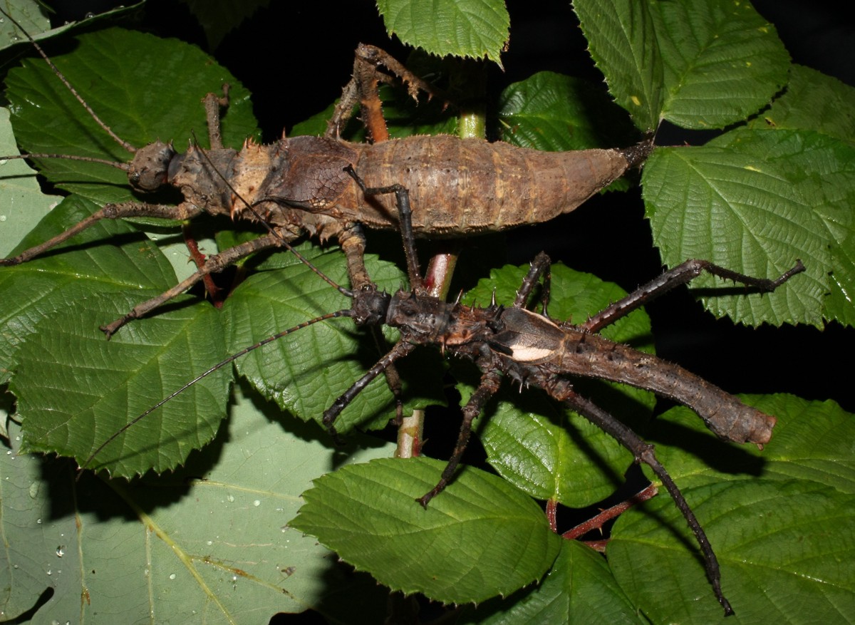 Haaniella dehaanii