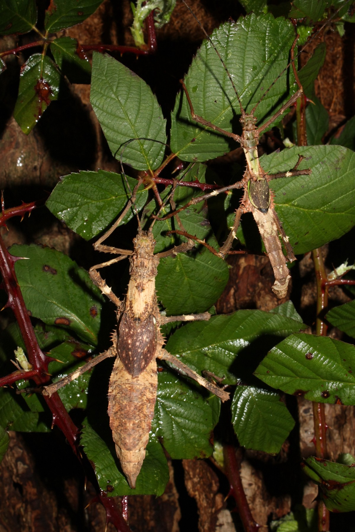 Haaniella erringtoniae