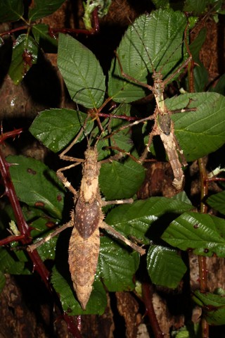 Haaniella erringtoniae