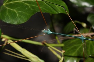 Ramulus nematodes