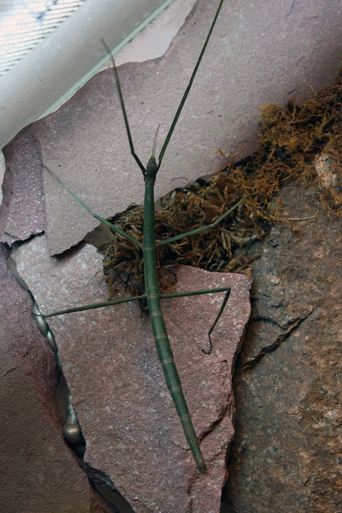 Ramulus artemis
