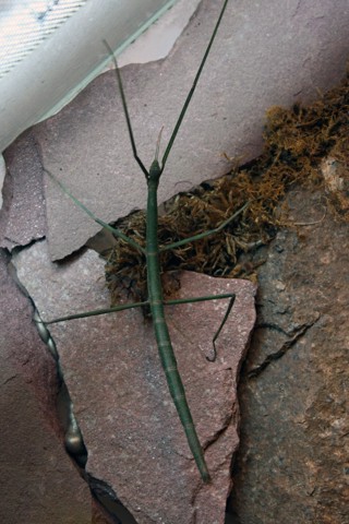 Ramulus artemis