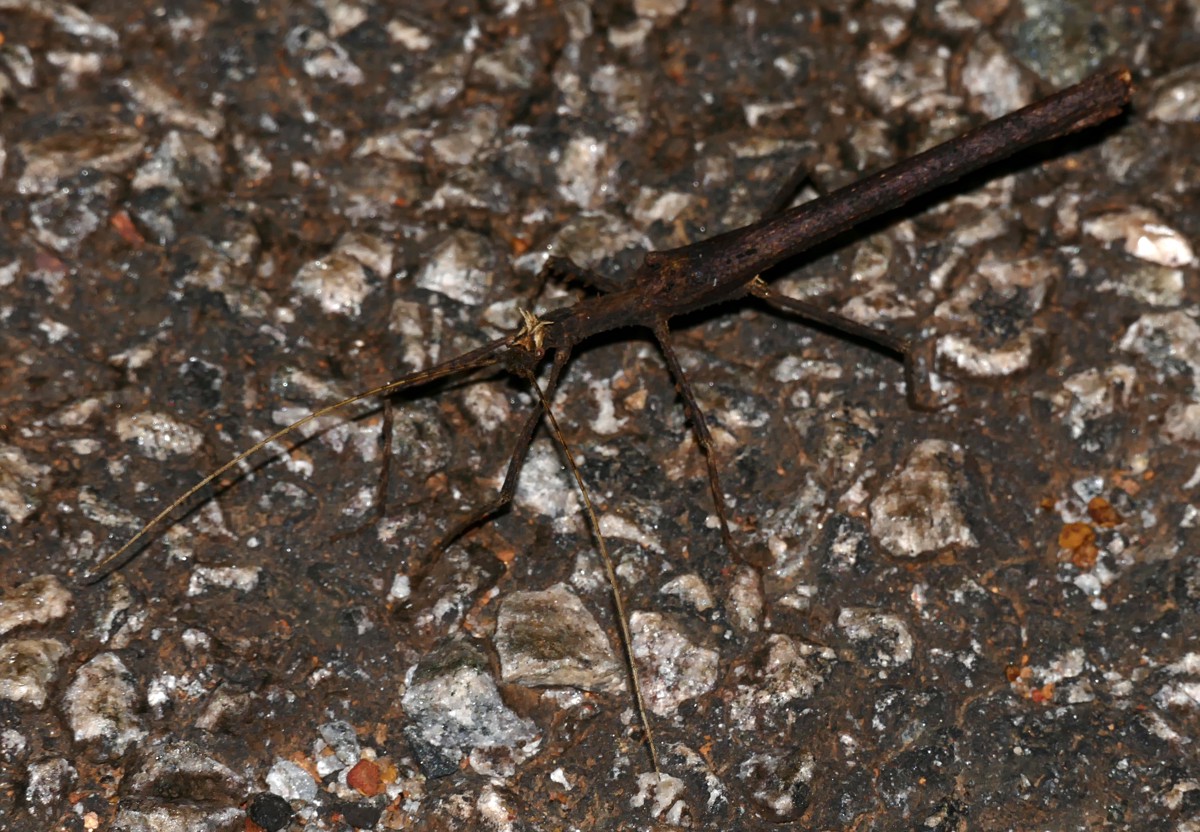 Creoxylus spinosus