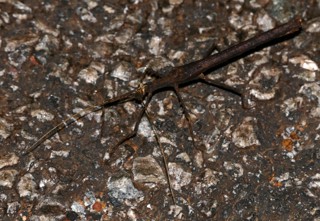Creoxylus spinosus