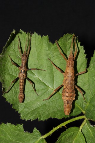 Dares verrucosus