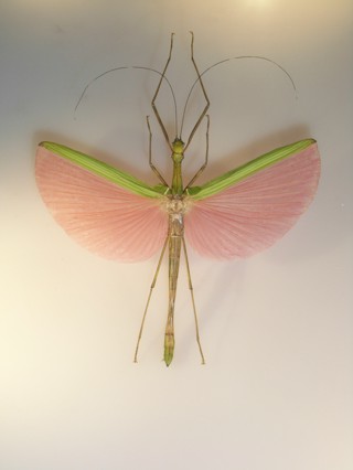 Marmessoidea rosea