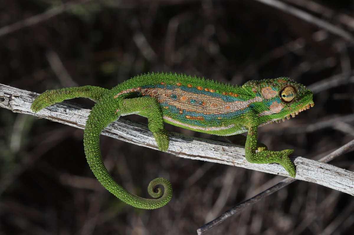 Bradypodion pumilum