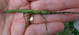 Acanthoxyla geisovii