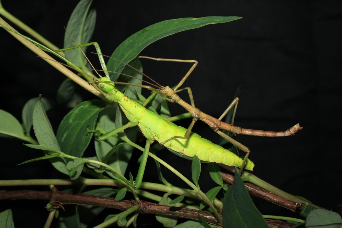 Rhaphiderus spiniger