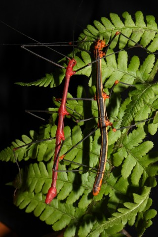 Oreophoetes peruana