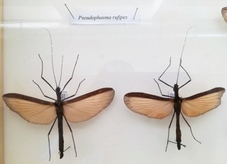 Pseudophasma rufipes