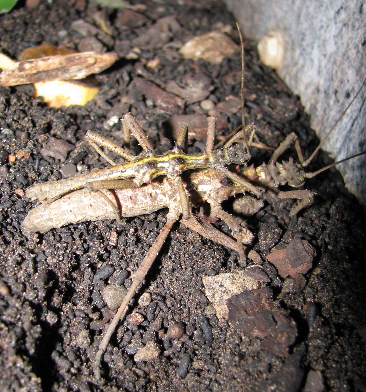 Aretaon asperrimus