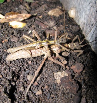 Aretaon asperrimus
