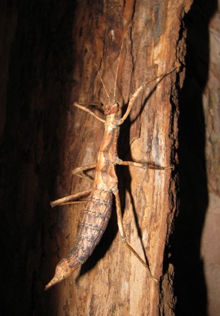 Sungaya inexpectata