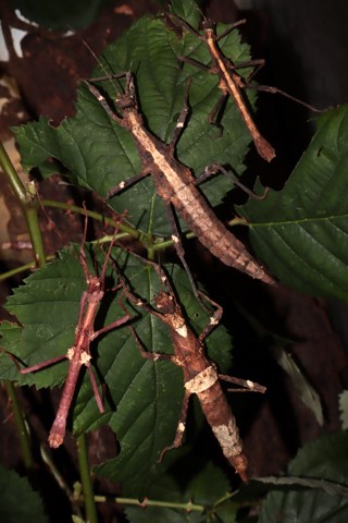 Sungaya aeta