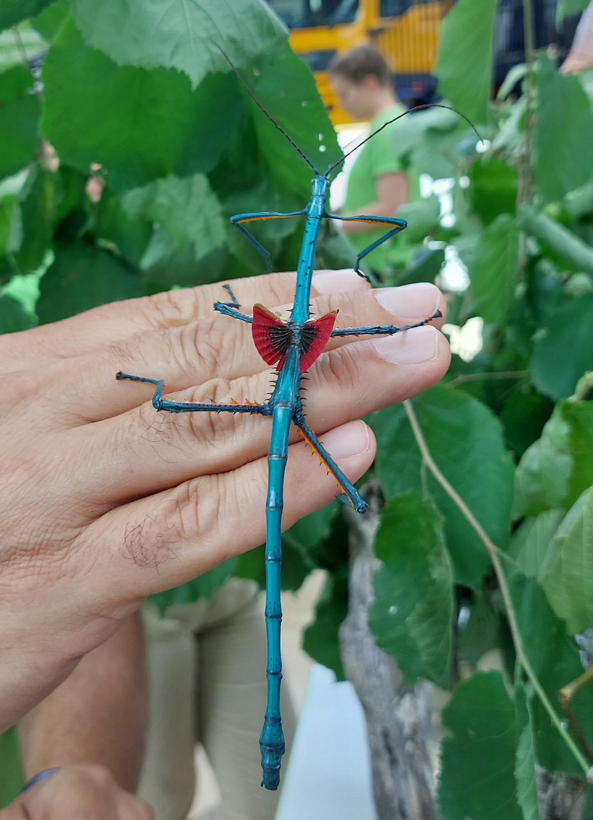 Achrioptera manga