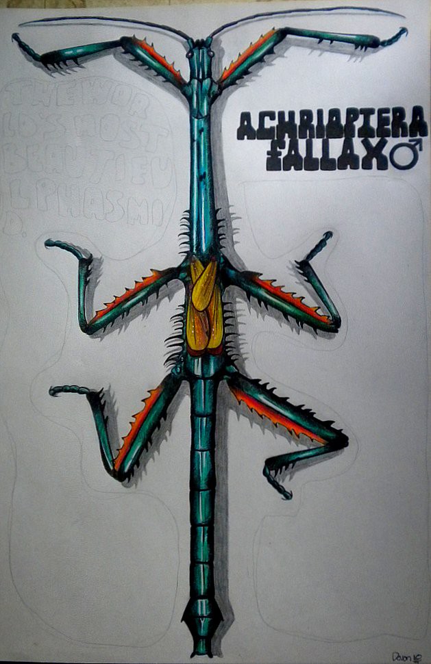 Achrioptera fallax
