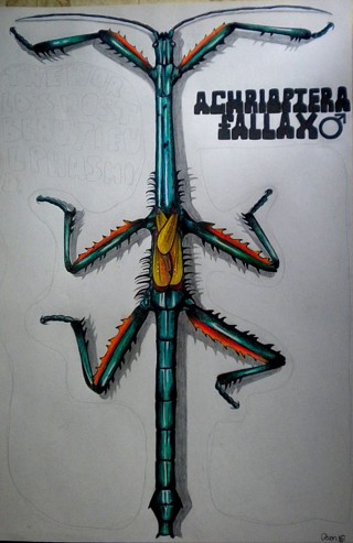 Achrioptera fallax
