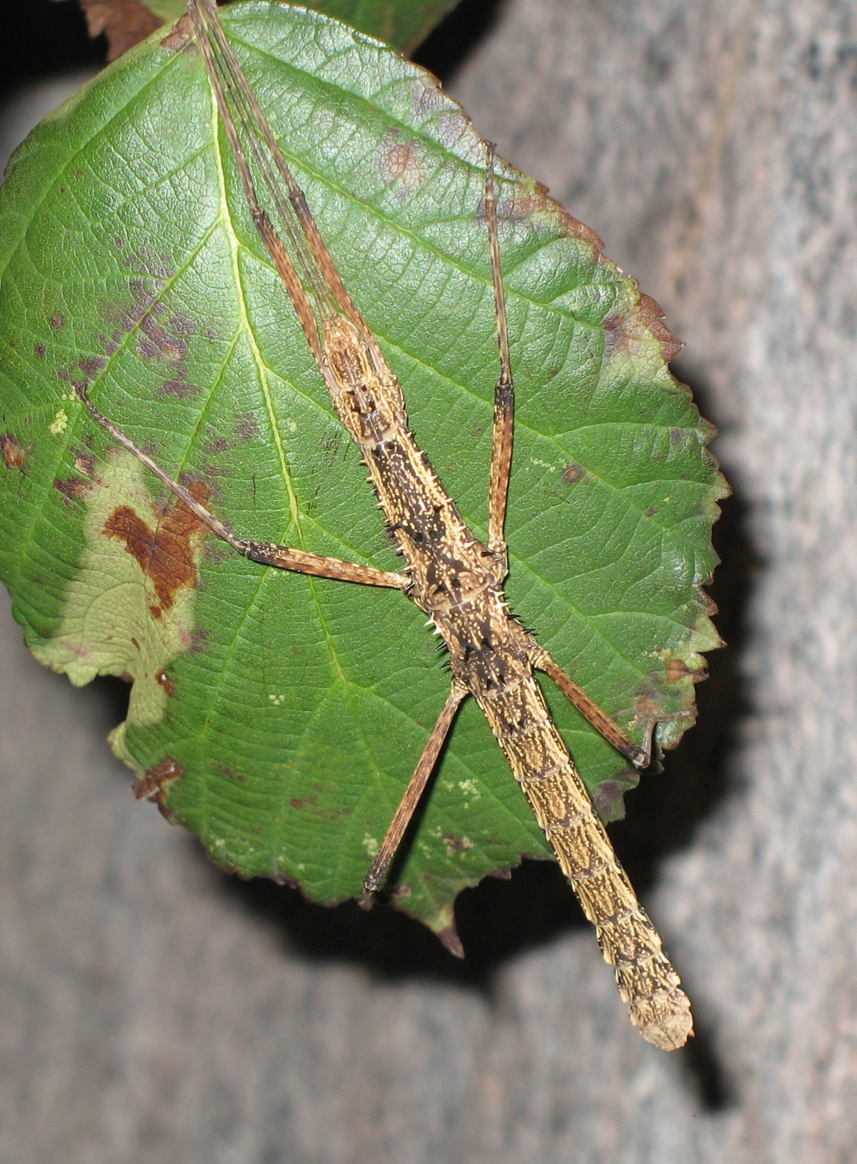 Neohirasea maerens