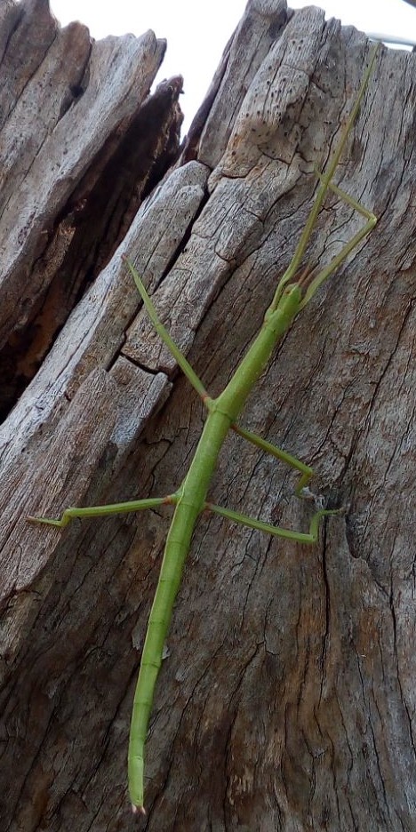 Pijnackeria hispanica