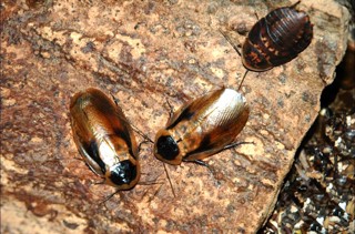 Blaberus discoidalis
