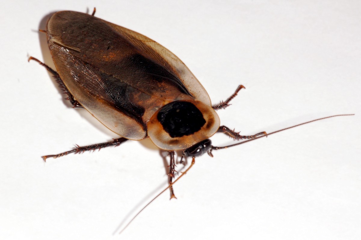 Blaberus craniifer