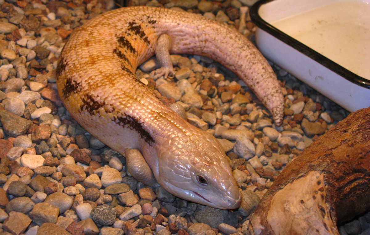 Tiliqua gigas