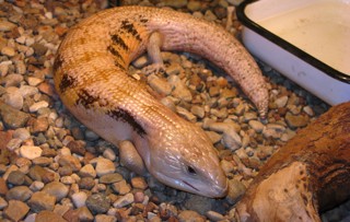 Tiliqua gigas