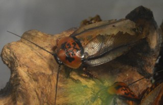 Eublaberus posticus