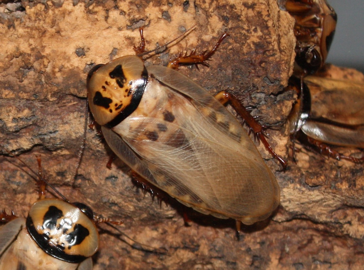 Eublaberus distanti