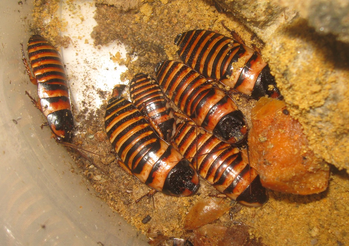Elliptorhina javanica